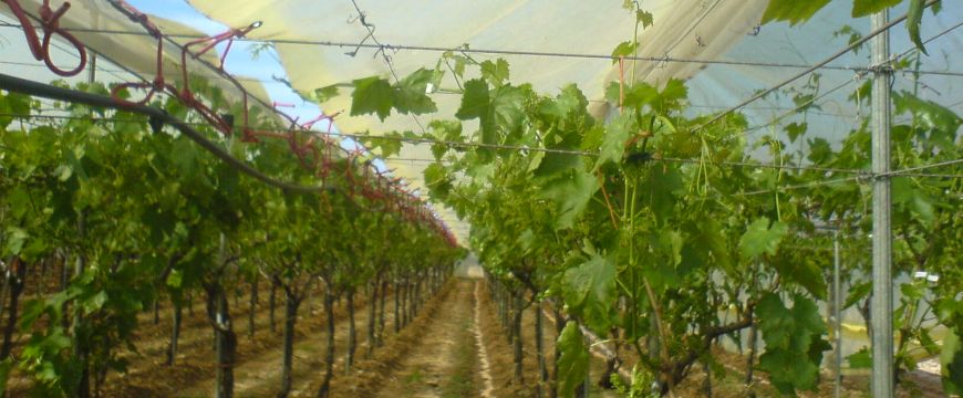 Climate control with woven pp coverings for grapes